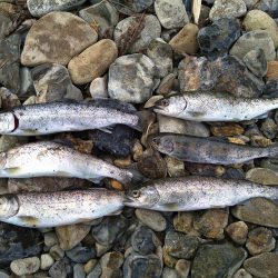 甘くない渓流管釣り